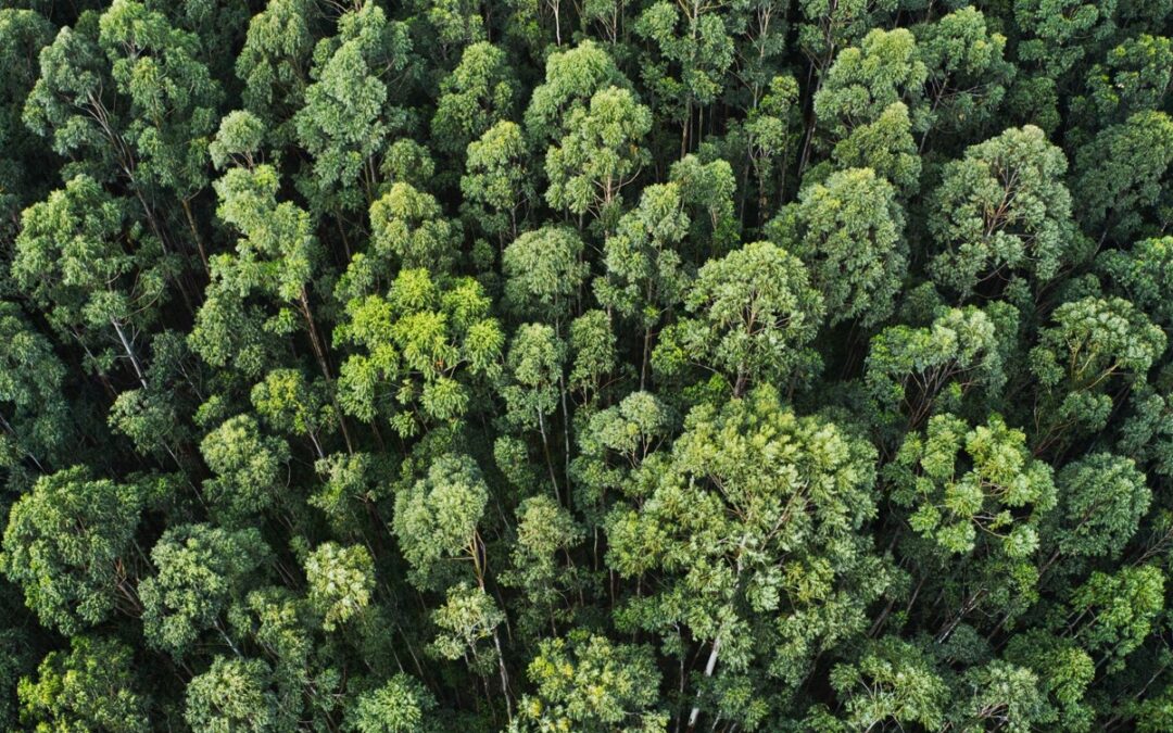 ¿Qué es un bosque aleatorio?