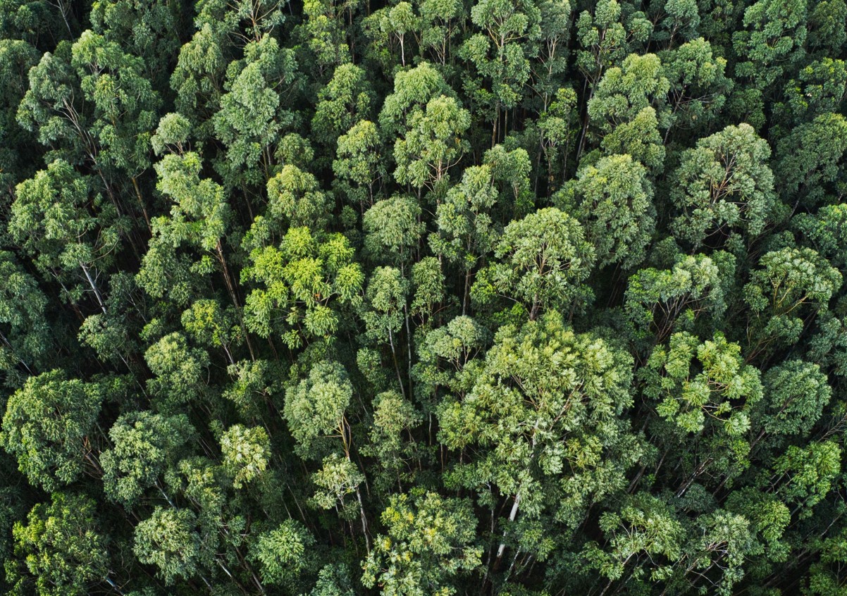 bosque blog